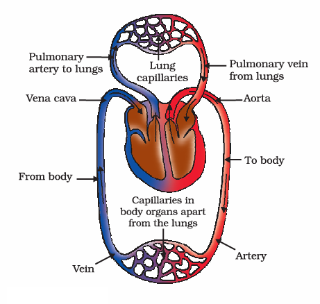  transport and exchange of oxygen and carbon dioxide